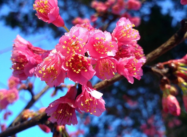 Flor de maio (Foto: Pixabay / Pongdanai / CreativeCommons)
