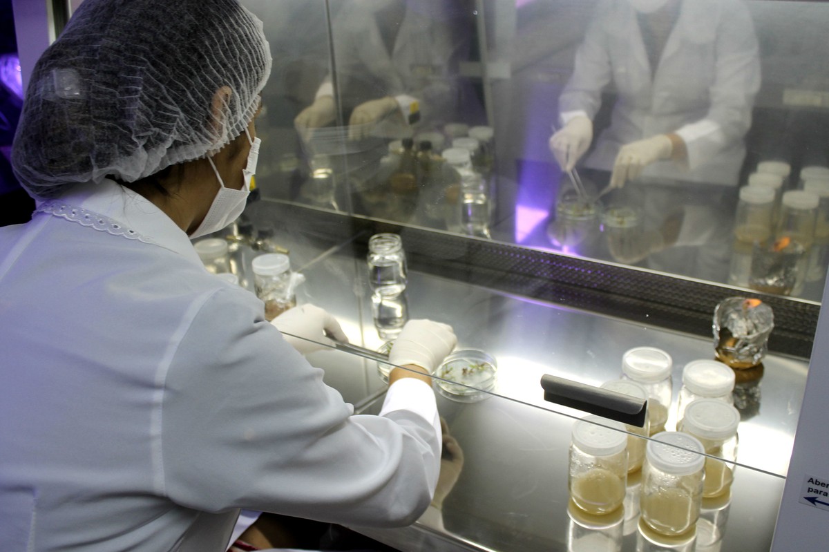 Instituto Prorroga Inscrições Para Pós Graduação Em Biotecnologia No Amapá Amapá G1