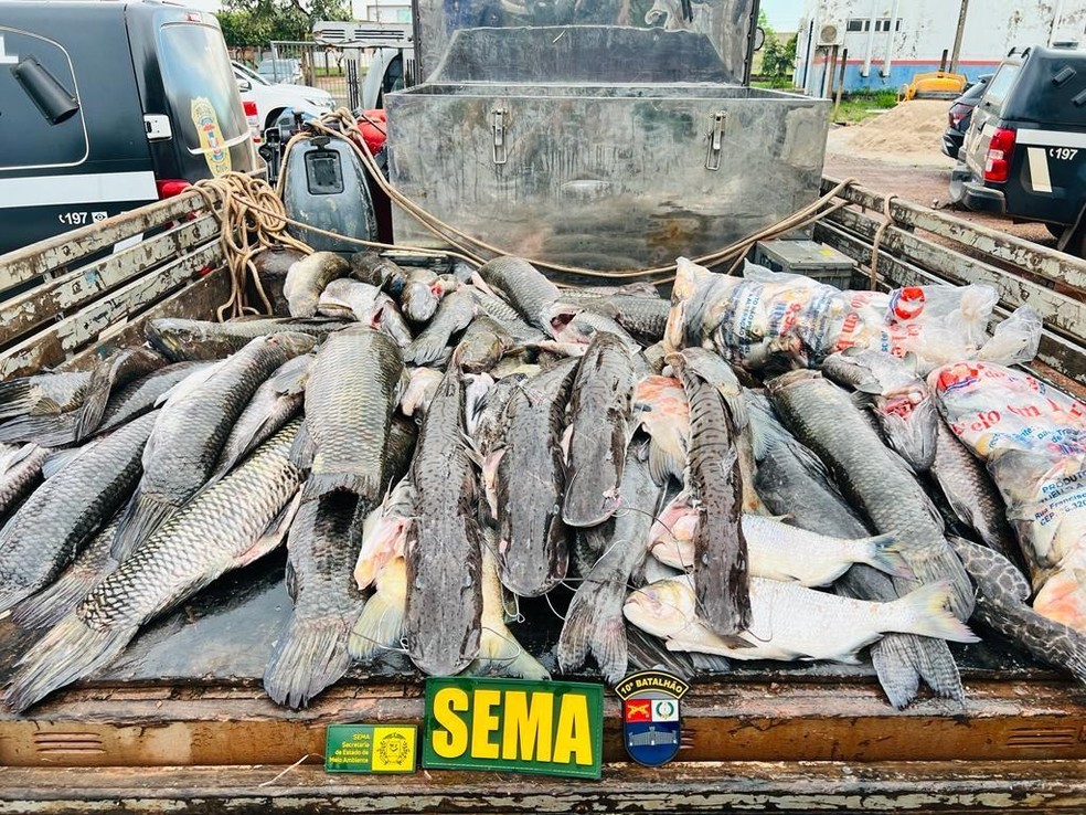 Pescado irregular apreendido na segunda-feira — Foto: Sema - MT