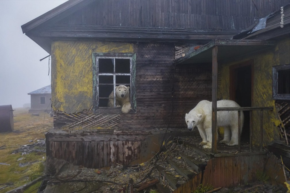 Ursos polares em uma casa abandonada na Rússia garantiram o prêmio de Vida Selvagem Urbana no concurso Fotógrafo de Vida Selvagem do Ano 2022 — Foto: Dmitry Kokh/Wildlife Photographer of the Year/Divulgação