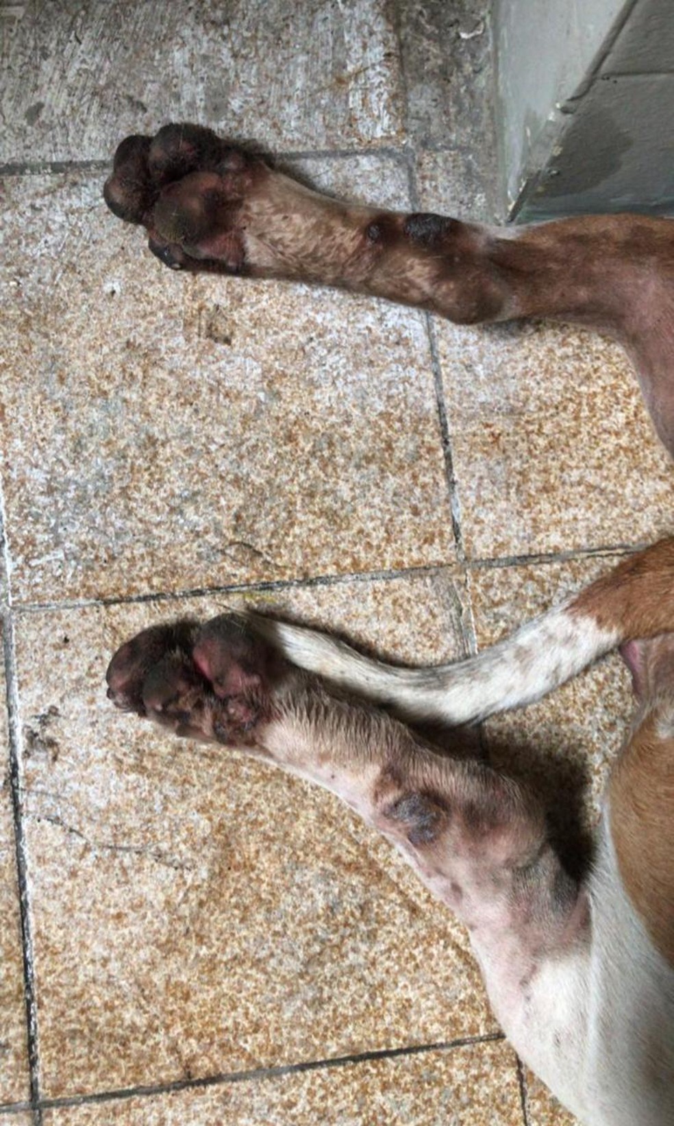Patas feridas de cachorro que sofreu maus-tratos em Maceió, AL — Foto: Rick Vieira/Arquivo Pessoal