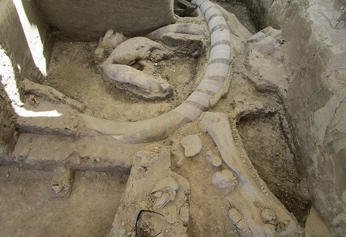 Foram encontradas as ossadas de ao menos 14 mamutes (Foto: Divulgação)