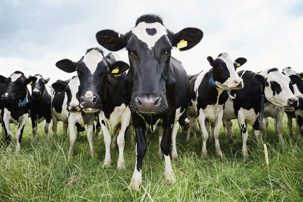Novo estudo mostra que vacas escolhem parceiros na hora da refeição (Foto: Divulgação)