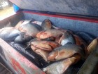 Fiscais apreendem 2,5 toneladas de pescado e multas somam R$ 236 mil