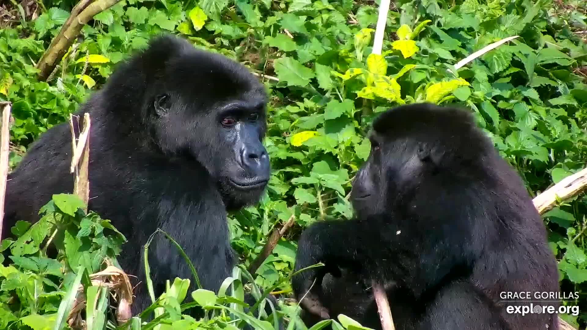 Tédio durante a quarentena? Você pode assistir lives de zoológicos e aquários (Foto: Reprodução Explore.com)