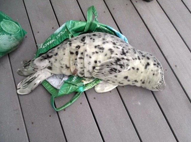 O bebê foca enrolado em saco plástica