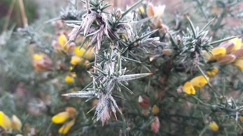 Vegetação em São Joaquim durante as primeiras horas da manhã desta quinta-feira — Foto: Wagner Urbano/ NotiserraSC