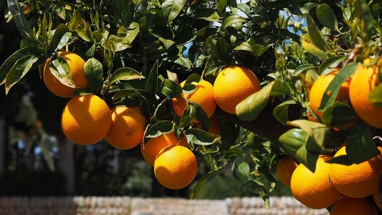 Radiação Ultravioleta controla podridão e retarda amadurecimento da laranja