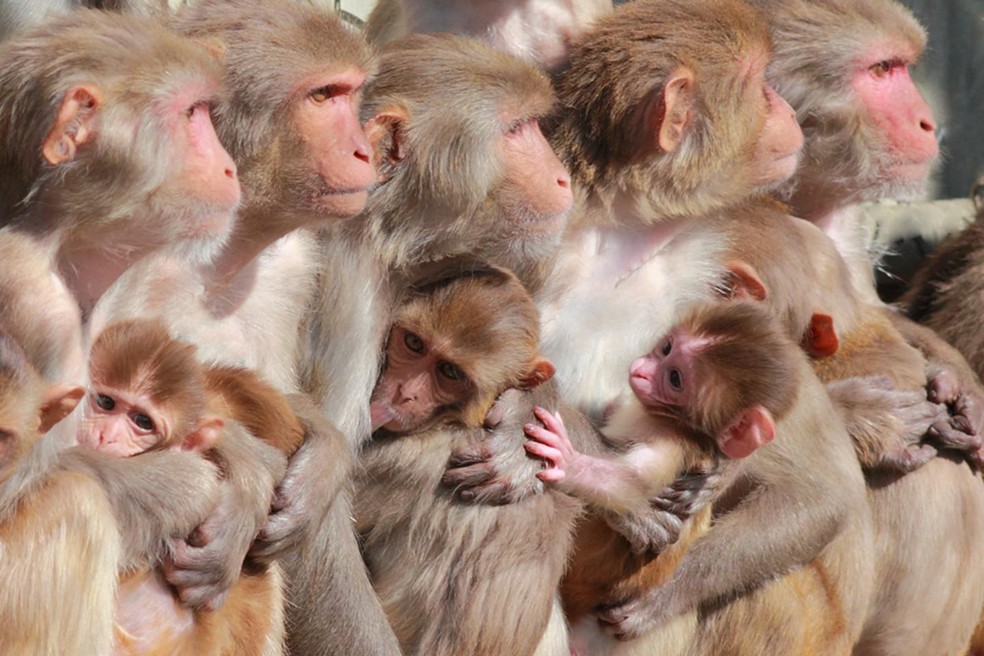 Macacos Rhesus usados em experimento — Foto: K. West/CNPRC Phoyo/Divulgação