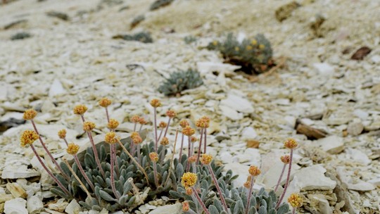 Nos EUA, flor está ameaçada por mineração de lítio para baterias