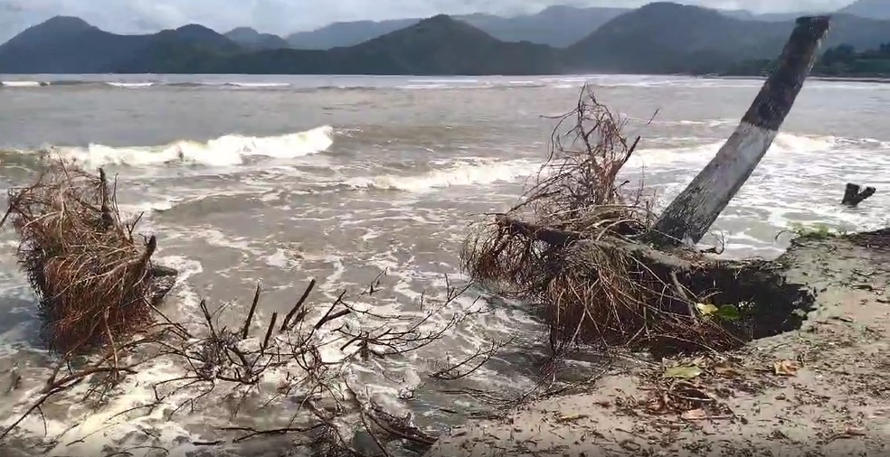 Ressaca do mar destrói parte da vegetação na Praia do Estaleiro do Padre em Ubatuba. — Foto: Fernando Luiz/Vanguarda Repórter