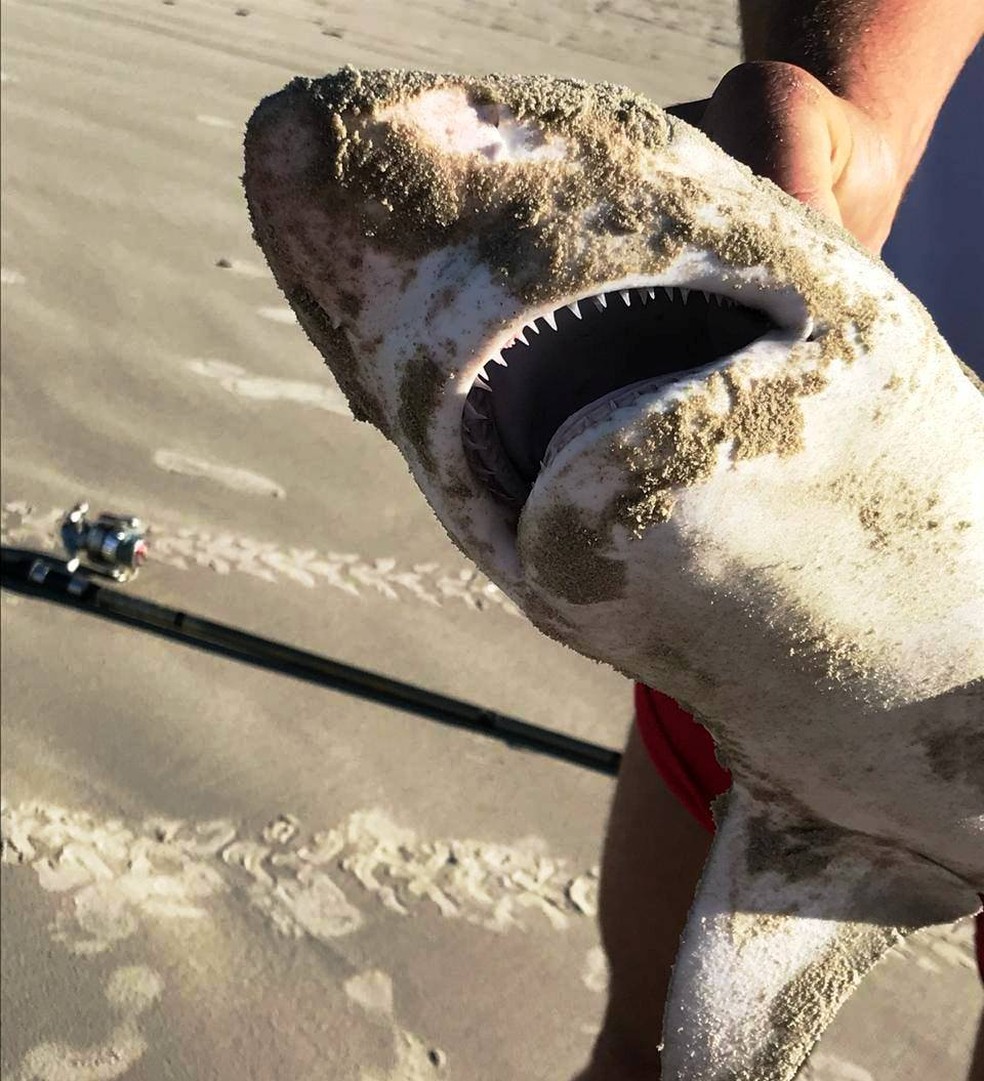 Tubarão foi exibido a pescadores e banhistas após ser capturado por pescador, em Bertioga, SP — Foto: G1 Santos