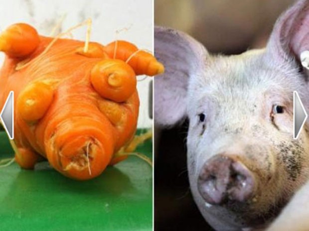 Em 2011, o alemão Stephan Wolff colheu uma cenoura que se parece com o formato de um porco em sua propriedade em Emmerich, na Alemanha,. (Foto: Reprodução)