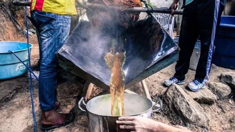 Preparação do chá de ayahuasca na Amazônia (Foto: GETTY IMAGES via BBC)