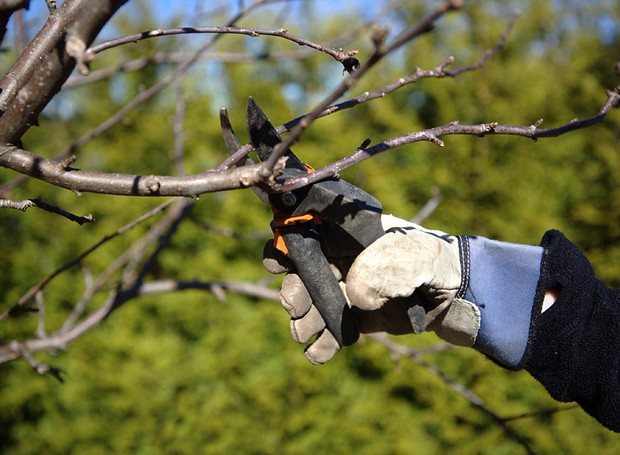 Pruning in the garden (Foto: Getty Images/iStockphoto)