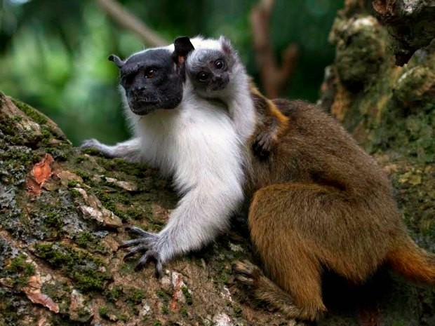 Macaco Sagui, Essa espécie está em extinção devido a destru…