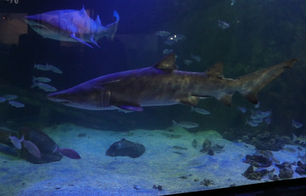 Espécies presentes em Balneário Camboriú não são consideradas agressivas pelos especialistas — Foto: Divulgação 