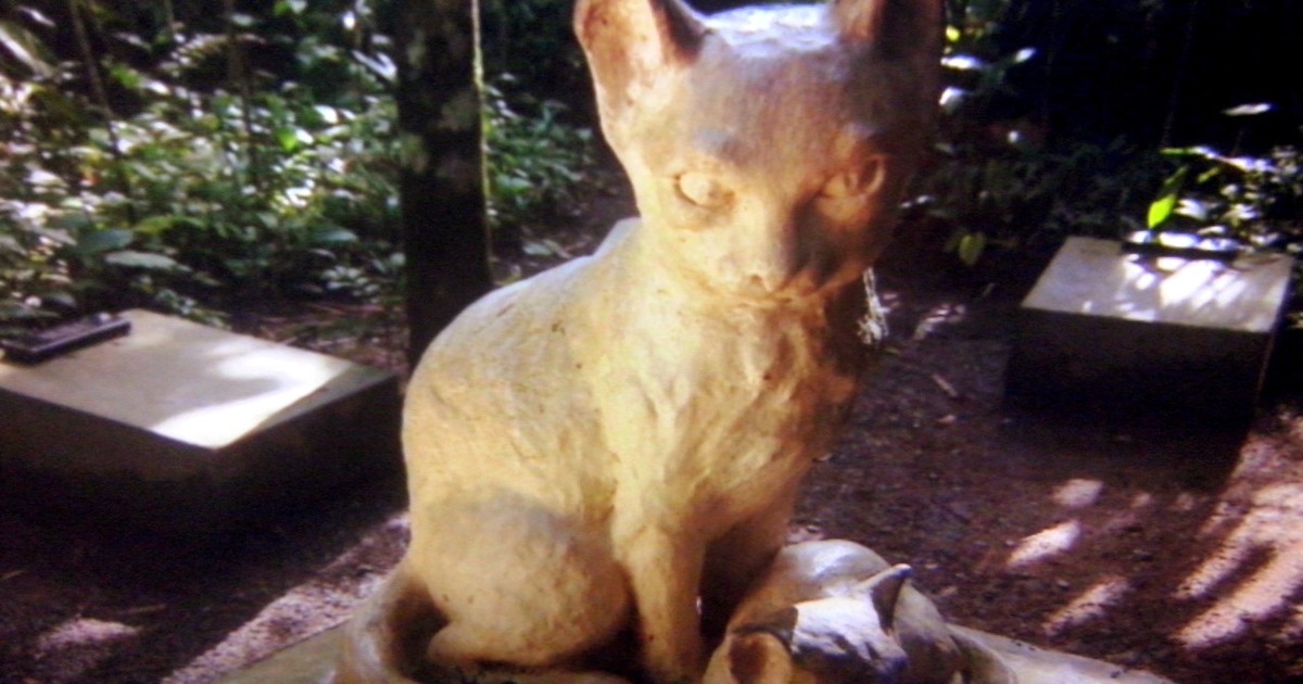 G1 - Cemitério de gatos em SC esconde história de atriz, da fama à