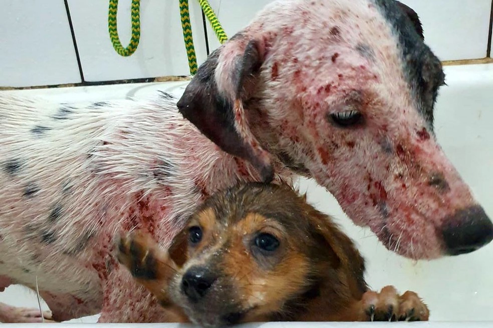 Em 2020, o canal 181 recebeu 50.659 denúncias; destas, 7.076 foram sobre maus-tratos a animais domésticos  — Foto: Divulgação/ONG 4 Patas