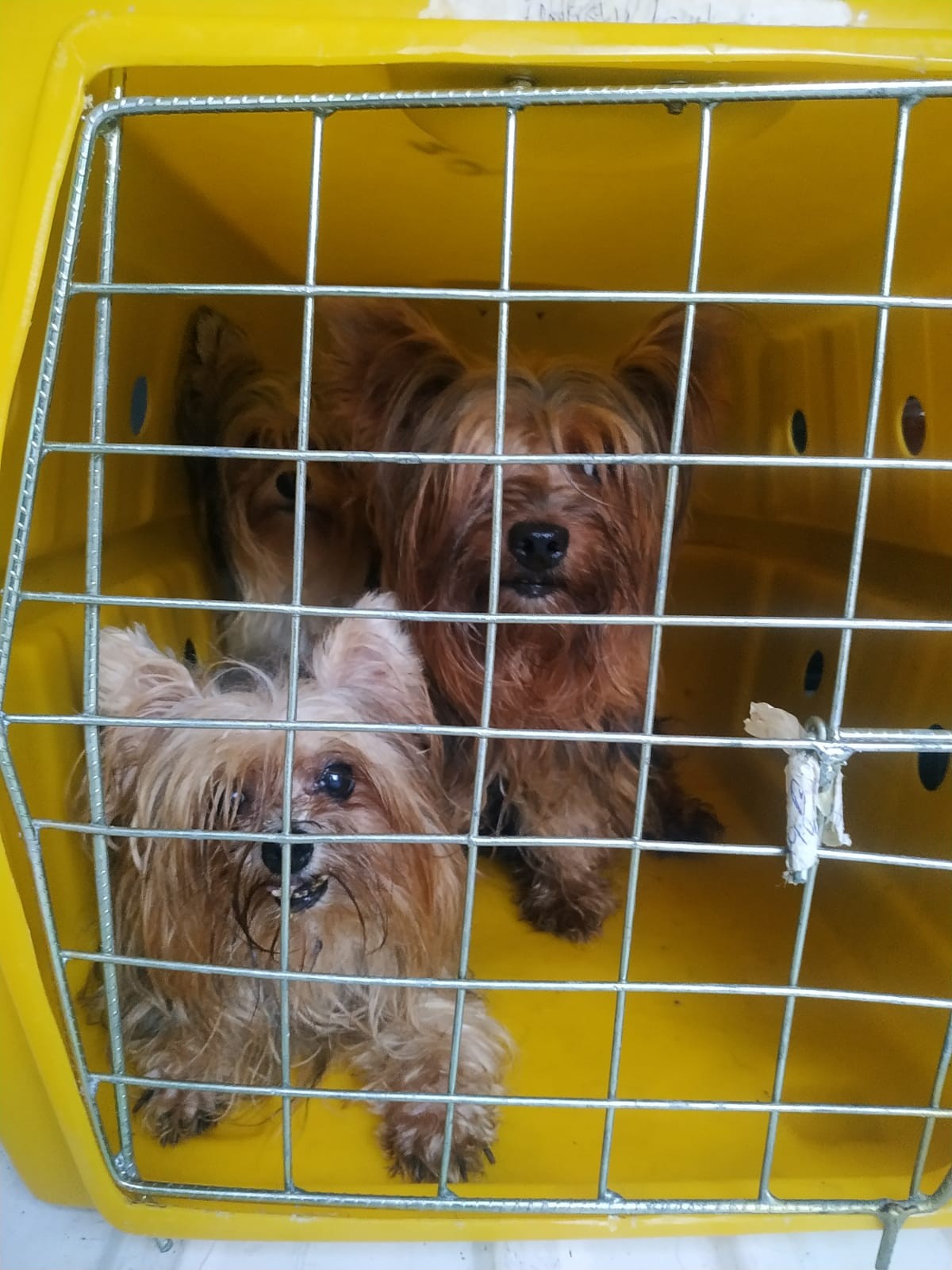 VÍDEO: Cães de raça e gatos são resgatados de casa após denúncia de maus-tratos em Itajaí