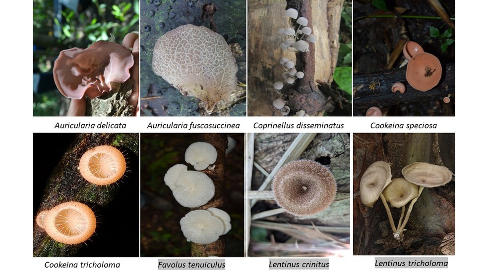 Algumas espécies, destacadas na imagem, são usadas na culinária dos Yanomamis — Foto: Reprodução