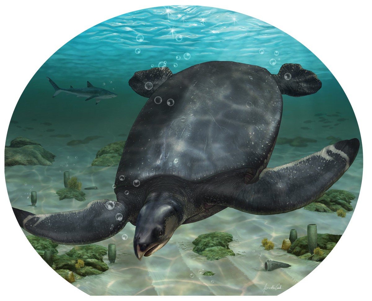 Una tortuga del tamaño de un coche vivió en España hace 70 millones de años |  La biología