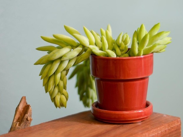 Dedo-de-moça, planta-fantasma e outras 4 suculentas fáceis de cuidar (Foto: Reprodução/Instagram @succulentsmonthly)