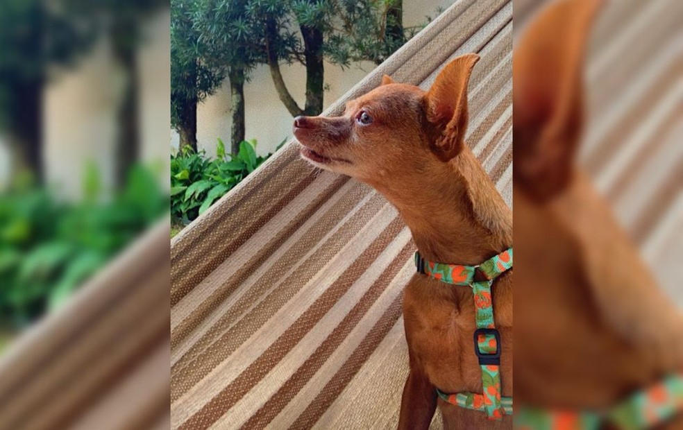 Família contrata empresa de cães farejadores para encontrar cachorra desaparecida — Foto: Lucia Guizzardi/Arquivo pessoal