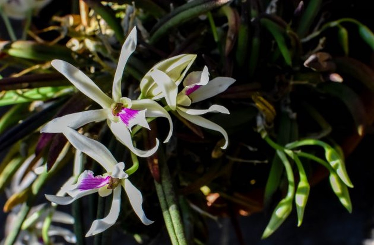 Jardim Botânico recebe mais de 150 orquídeas em Juiz de Fora | Zona da Mata  | G1
