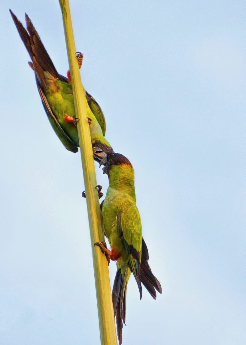 Pássaros antes de período de acasalamento. — Foto: Guilherme Provenzano Giovanni/Arquivo Pessoal