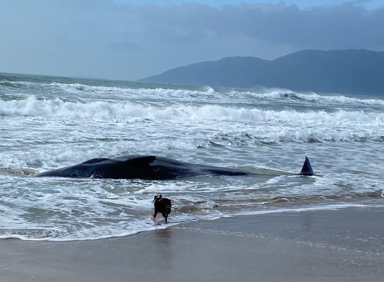 Baleia de 11 metros encalha em Florianópolis e moradores se mobilizam para devolvê-la ao mar