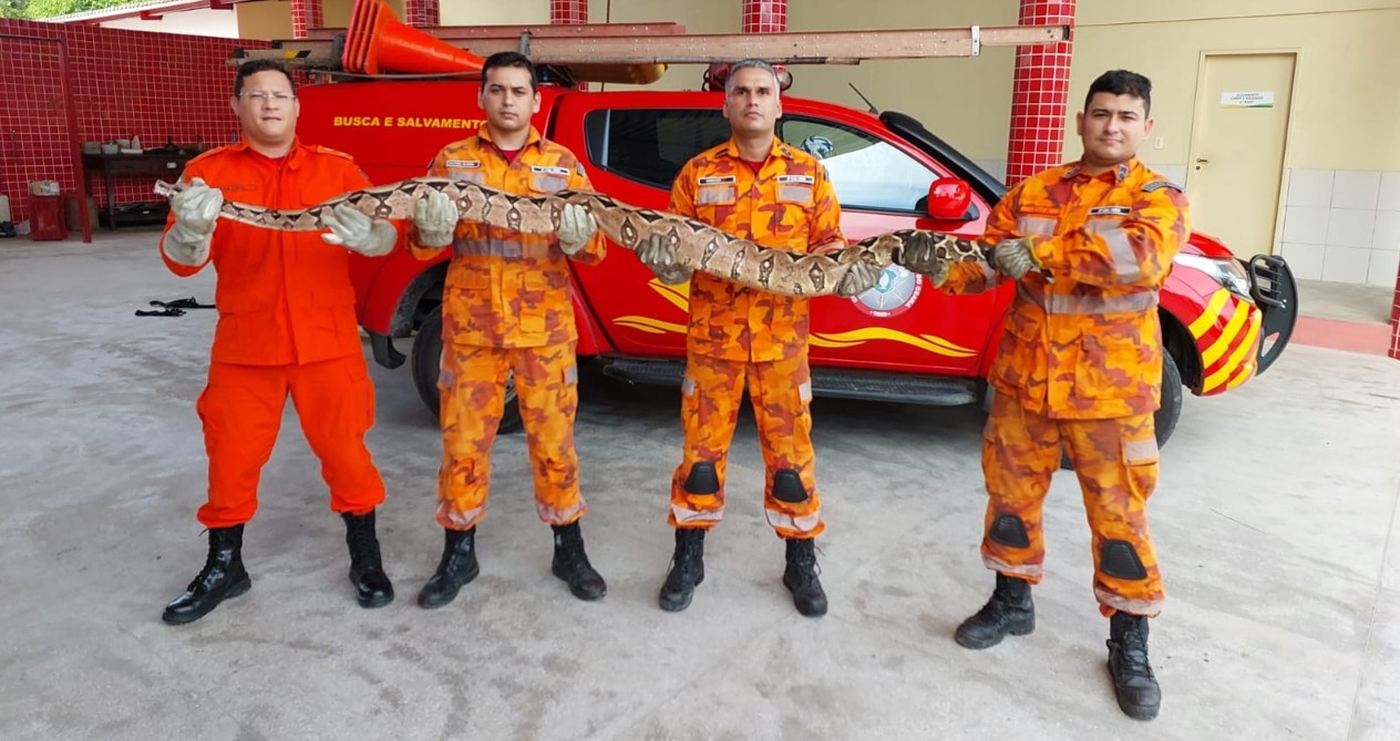 Jiboia de 18 quilos é capturada pelos bombeiros em Eusébio, no Ceará