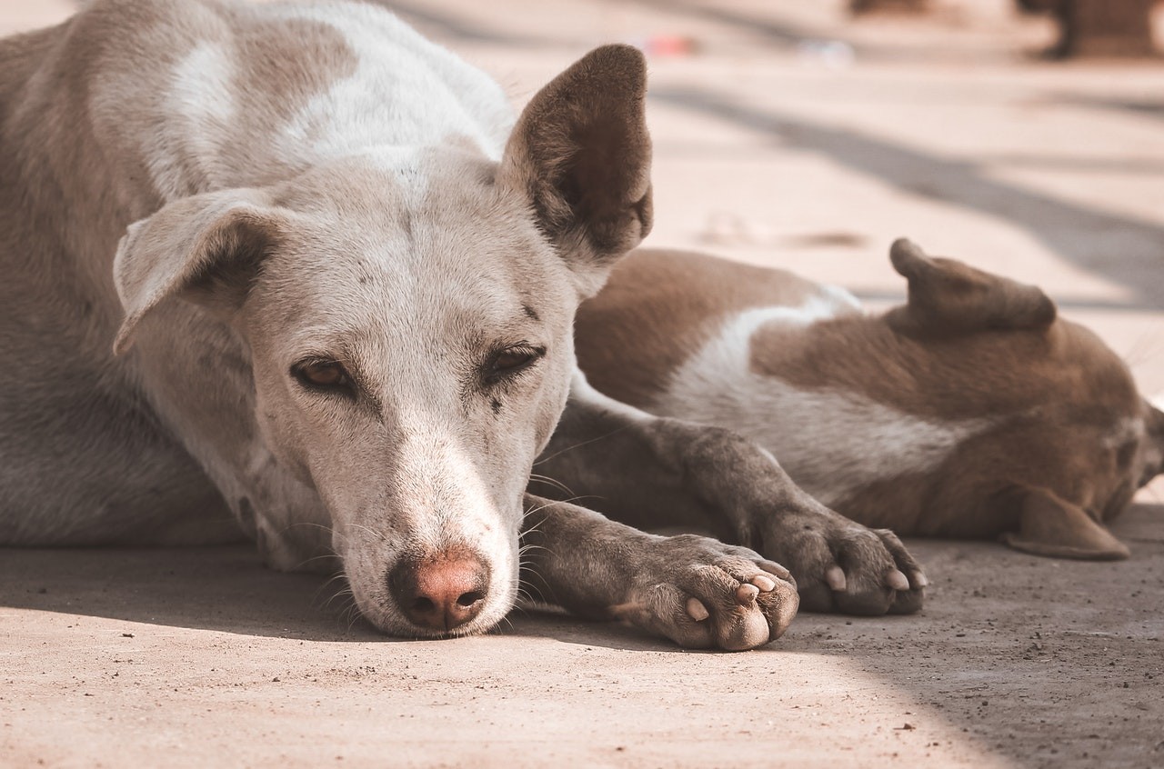 Ao contrário do que muitos ainda acreditam, a leishmaniose não é transmitida a partir do contato direto com o cachorro por meio de saliva e mordidas (Foto: pexels/nandkumar-patel/CreativeCommons)