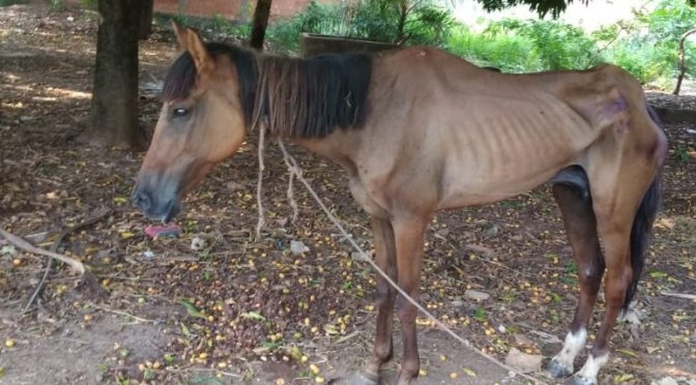 Ãgua estava sem Ã¡gua e alimento amarrada em um terreno baldio de CorumbÃ¡ (MS). â Foto: DivulgaÃ§Ã£o/PolÃ­cia Militar Ambiental