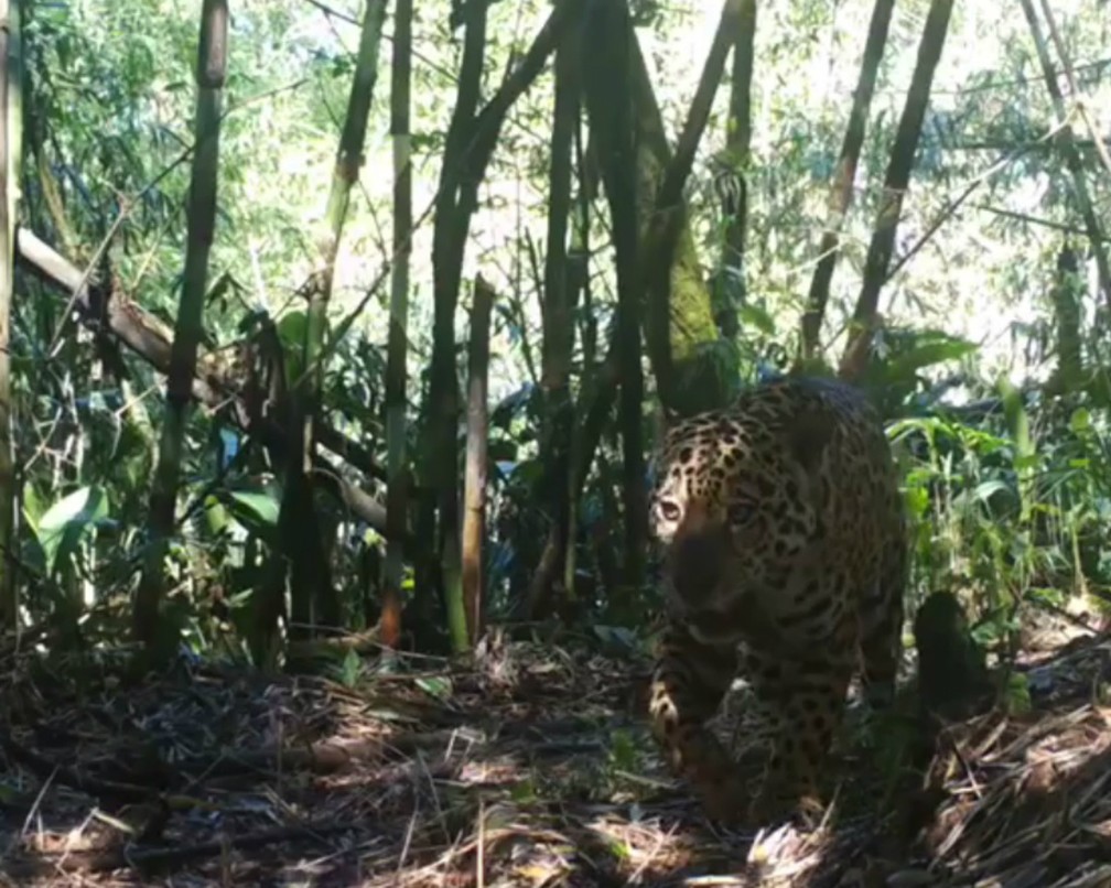 VÍDEO: Onça-pintada é flagrada em área de Mata Atlântica no Paraná ...