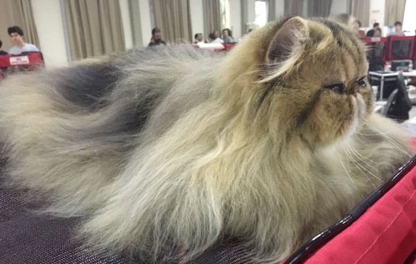 Feira Reune Gatos Que Chegam A Custar R 5 5 Mil E Apresenta Novidades Pets Em Ribeirao Preto Ribeirao Preto E Franca G1