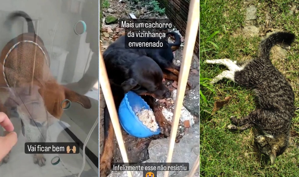 Polícia Civil investiga morte de cachorros e gatos por envenenamento na Zona Sudeste de Teresina — Foto: Reprodução