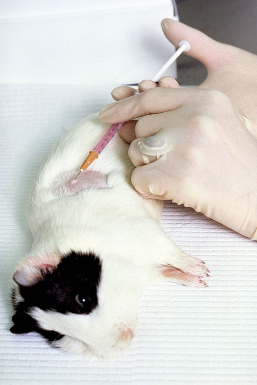 Testes em animais mamíferos ganham menos investimento da ESA  (Foto: Wikipedia Commons)