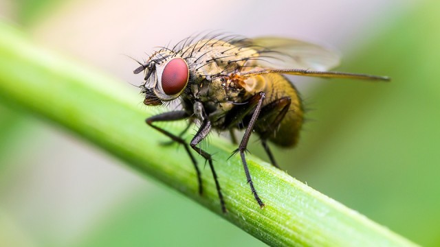 Os cientistas tentaram por 50 anos visualizar o olho em desenvolvimento, segundo um dos pesquisadores que há muito tempo estuda os olhos das moscas da fruta (Foto: Reprodução/Northwestern Now)