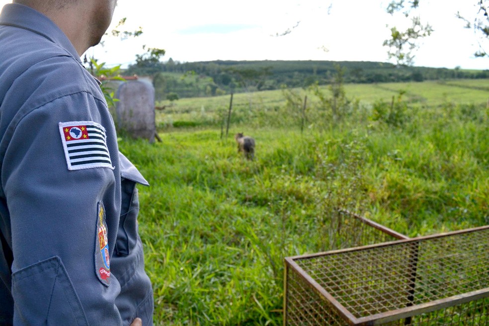 Logo em seguida à captura, a capivara foi libertada e retornou à natureza (Foto: Mais Tupã)