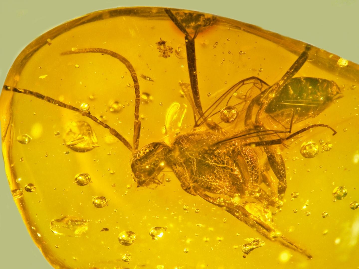 Quatro espécies de vespas são descobertas em âmbares de 25 milhões de anos (Foto: George Poinar Jr)