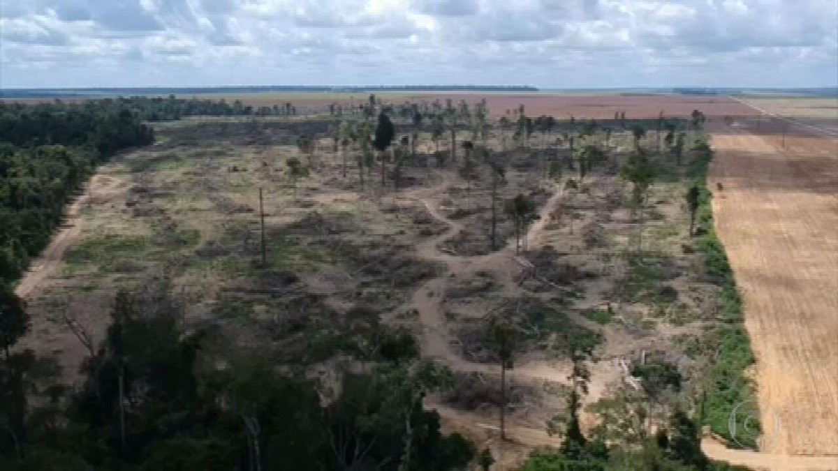 Desmatamento na Amazônia bate recorde pelo quarto mês seguido - Vimarsana News
