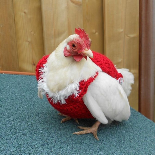 Marca holandesa faz o maior sucesso vendendo suéteres de Natal para galos e galinhas (Foto: Reprodução)