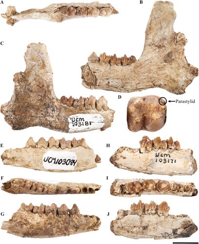 Mandíbulas dos mamíferos do Paleoceno   (Foto: Madelaine R. Atteberry et.al )