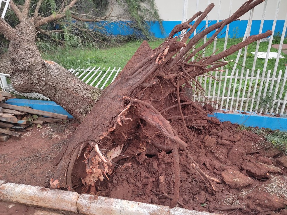 Com a força do vento, árvores foram arrancadas pela raíz, em Coronel Macedo (SP).  — Foto: Prefeitura de Coronel Macedo/Divulgação 