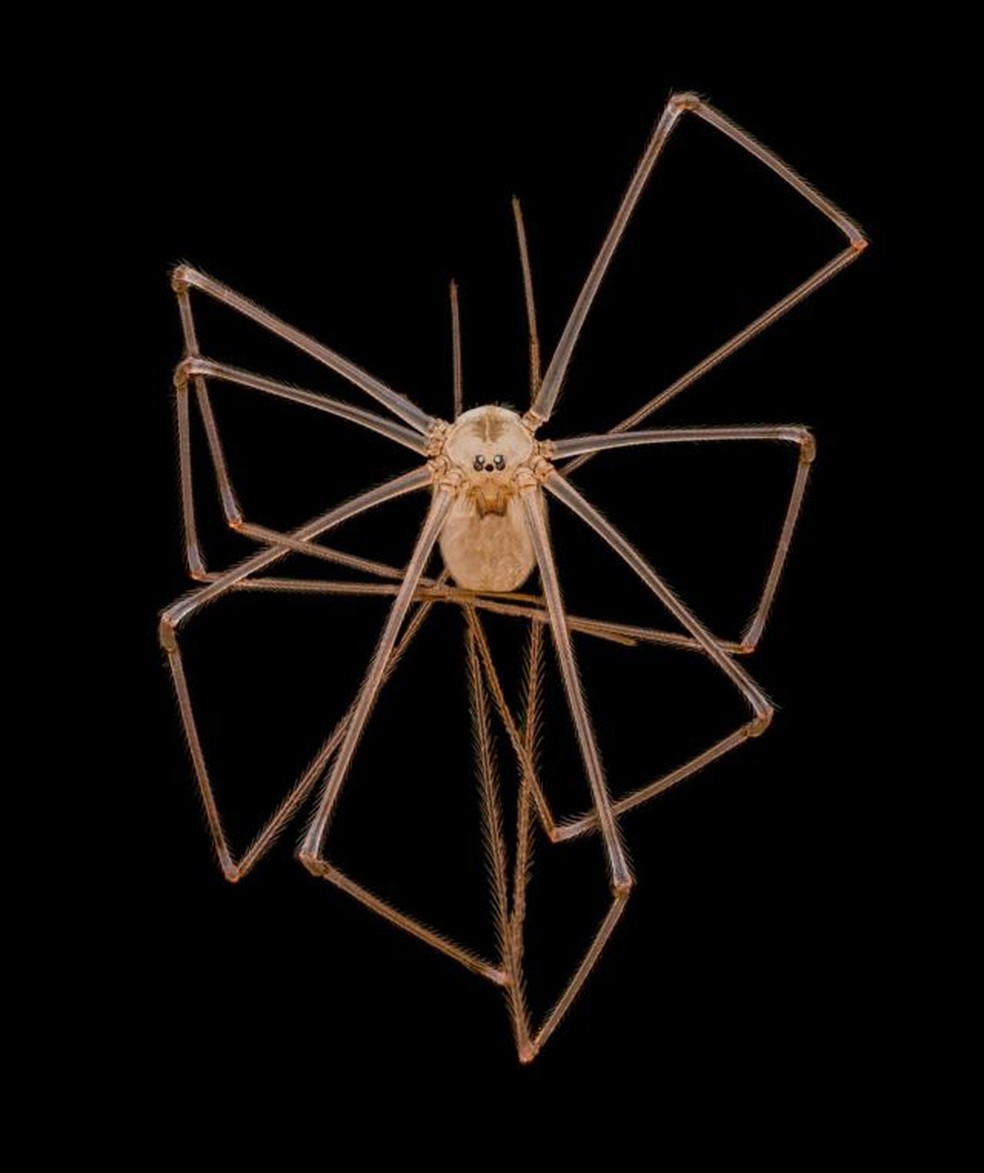 A imagem da aranha (Pholcus phalangioides) ficou em quarto lugar na categoria 'top 20' do concurso — Foto: Andrew Posselt/ Nikon Small World