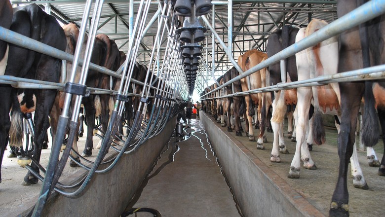 produção leite vaca gado leiteiro  (Foto: Ernesto de Souza/Ed. Globo)