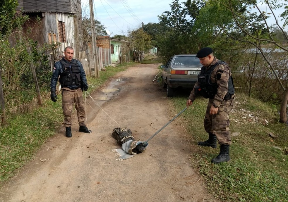 Animal foi capturado e depois devolvido para o seu habitat natural (Foto: Guarda Municipal de Gravataí/Divulgação)