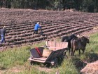 Geadas causam prejuízos para os produtores de fumo do RS