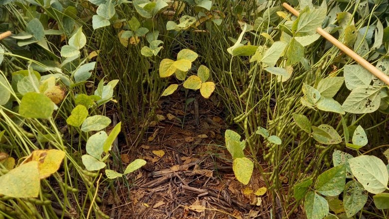 Área de soja tratada com Saori e programa foliar com resultados nas folhas de baixeiro (Foto: Plant Health Care Brasil/Divulgação)